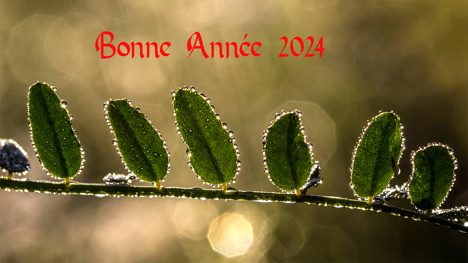 Bonne Année 2024
