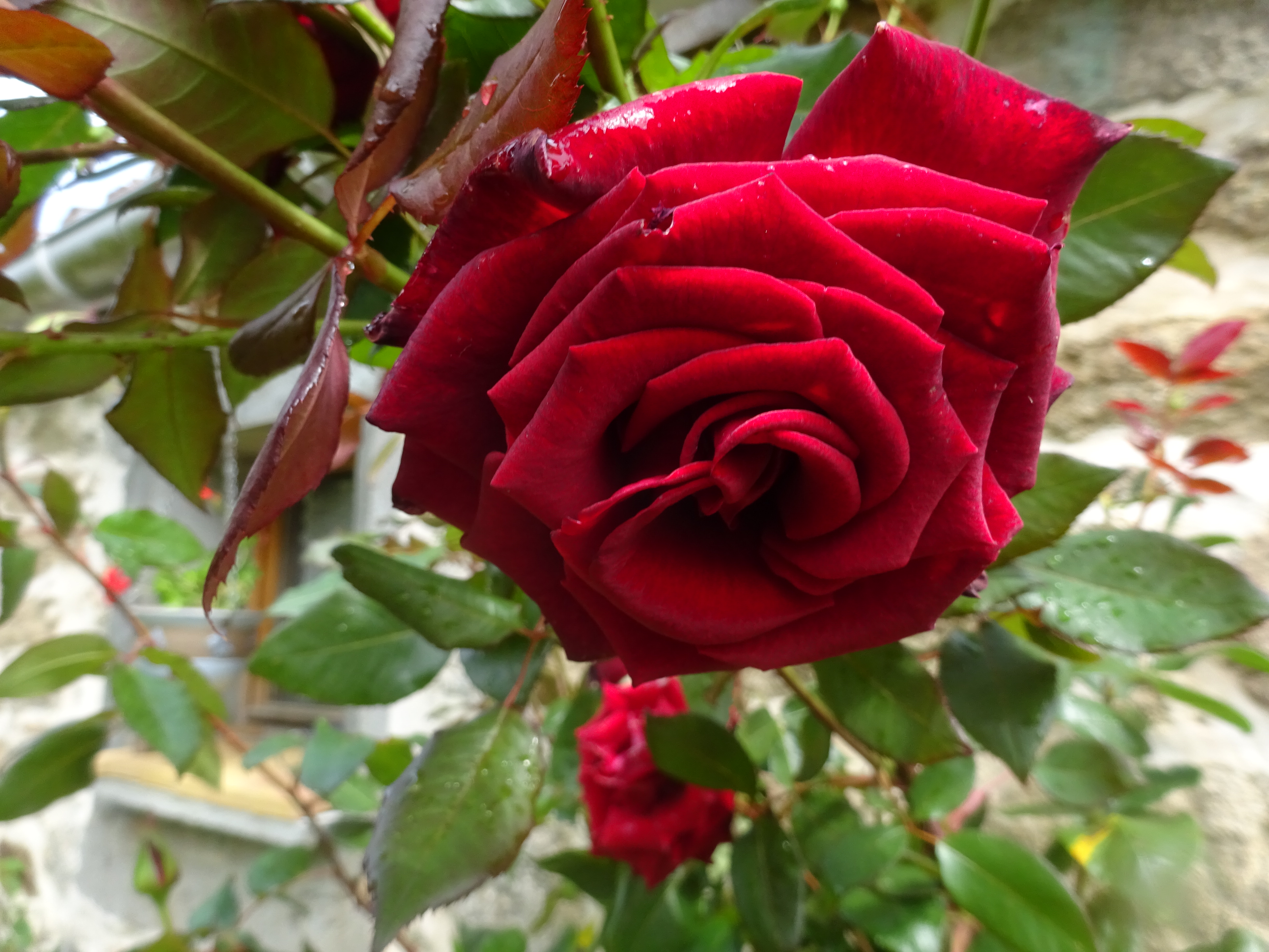 Et une nouvelle année avec une nouvelle carte...